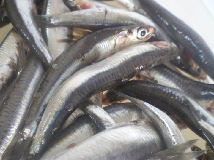 Gavros Gemistos (Stuffed Anchovies) Kopiaste..to Greek Hospitality