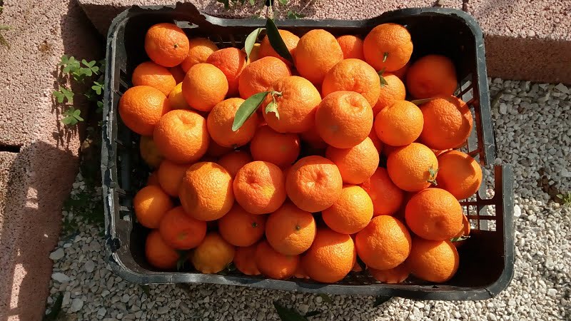 organic mandarins from our garden image