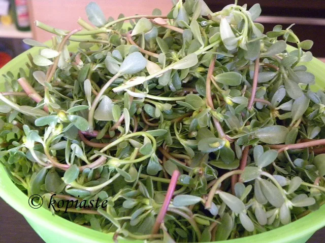 tender purslane tops