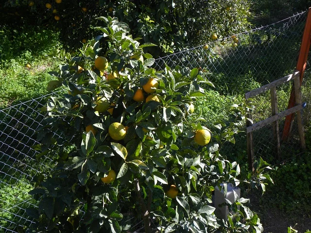 Seville or Bitter oranges