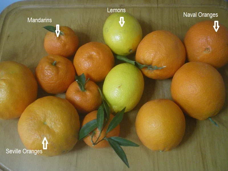 Four citrus fruit image