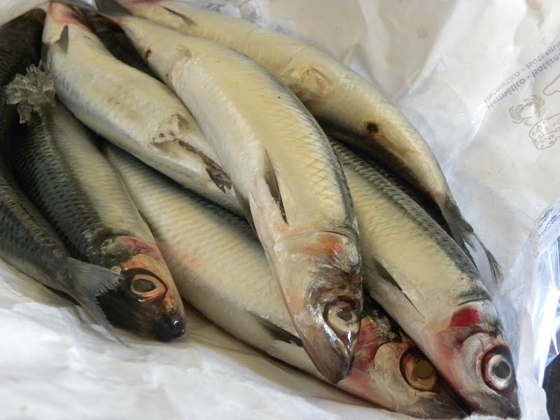Fresh anchovies image