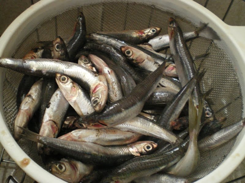 fresh anchovies picture