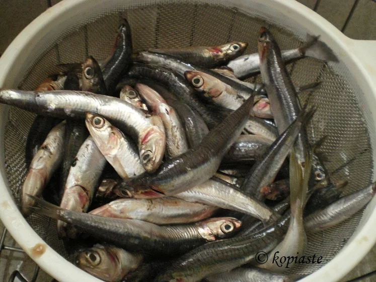 Gavros, fresh anchovies