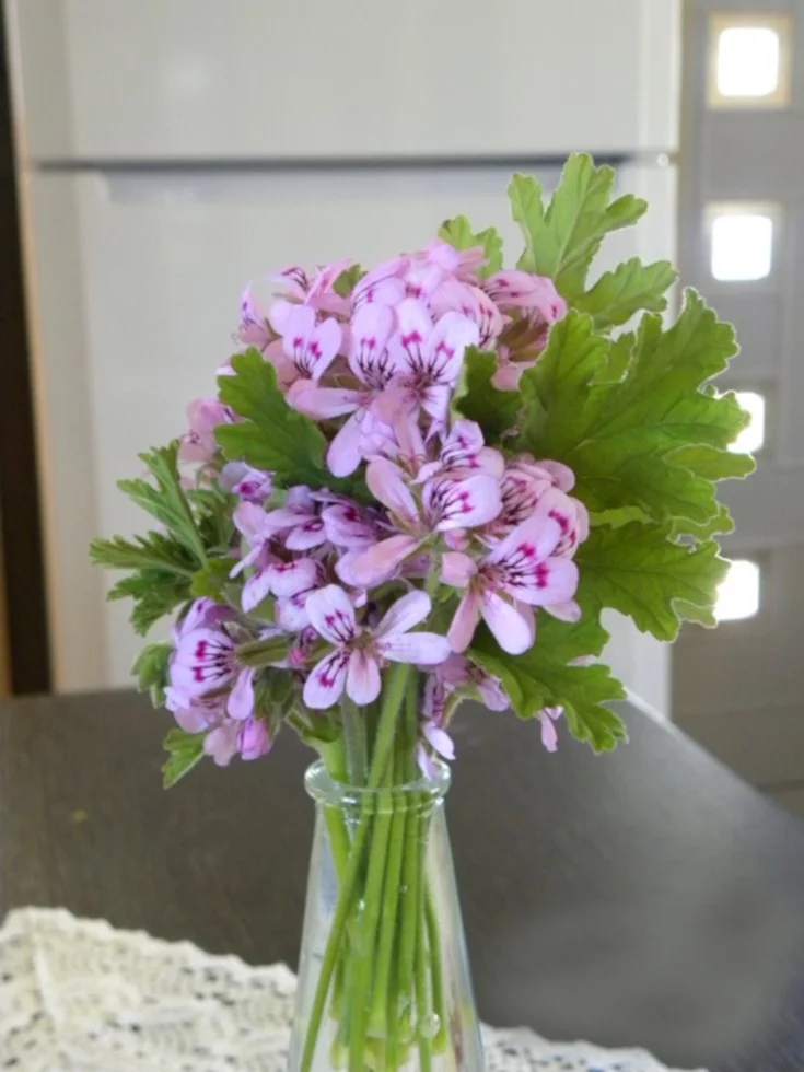 Fragrant geranium flowers image
