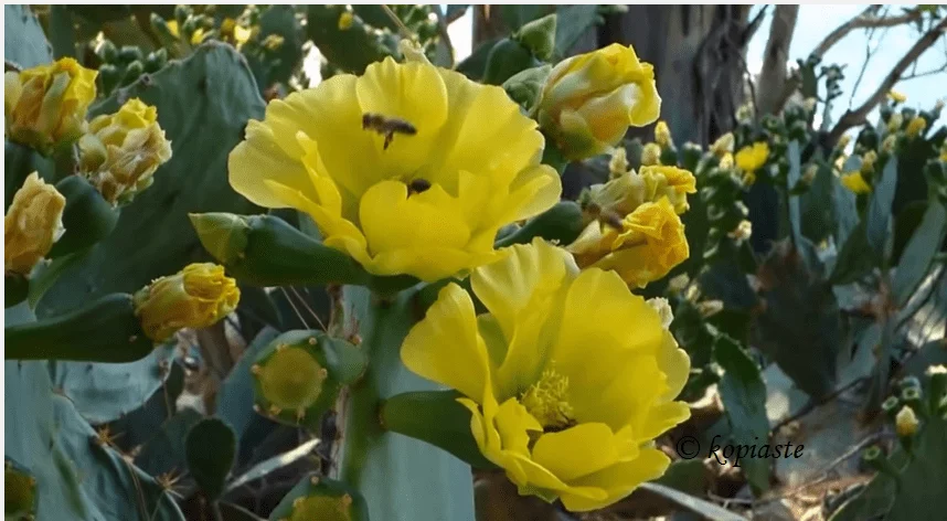 bees-on-prickly-pear-cactus-flowers