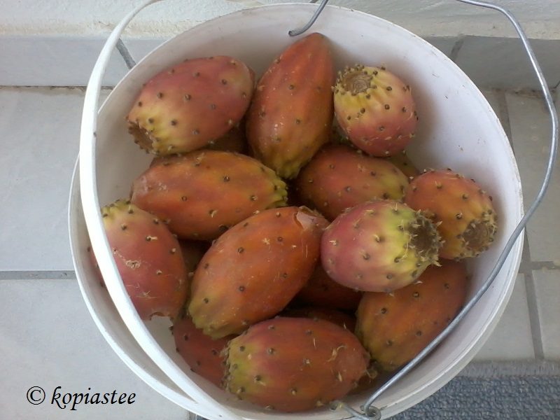 frangosyka-prickly-pears