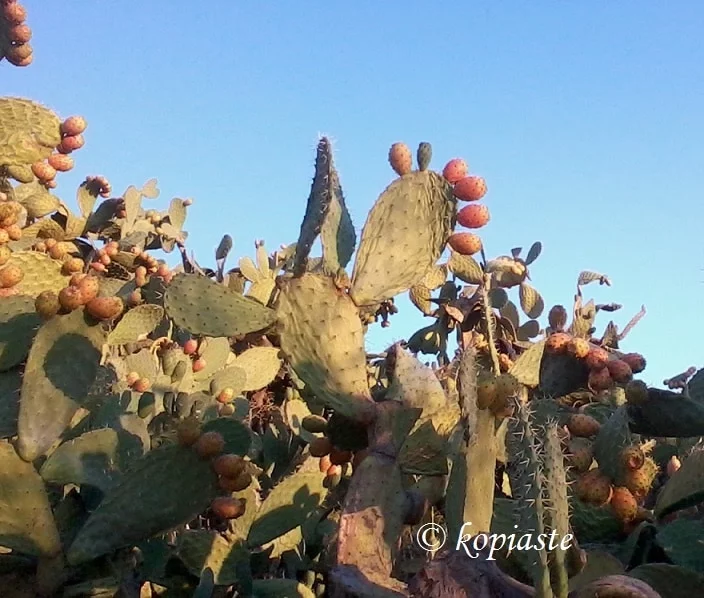 frangosyka-prickly-pears