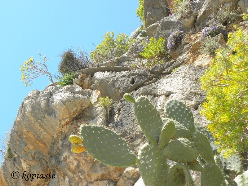 rangosykia-prickly-pear-cactus