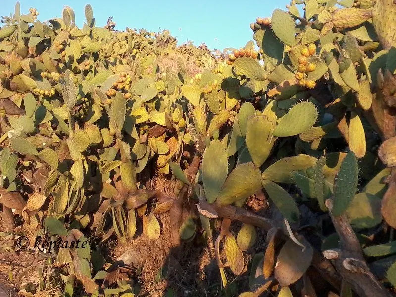 prickly-pears-forest in Arvanitia