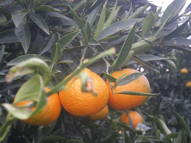 Mandarins on the tree photo