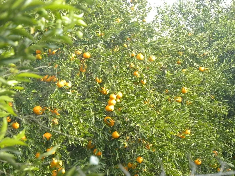 Mandarins on the tree image