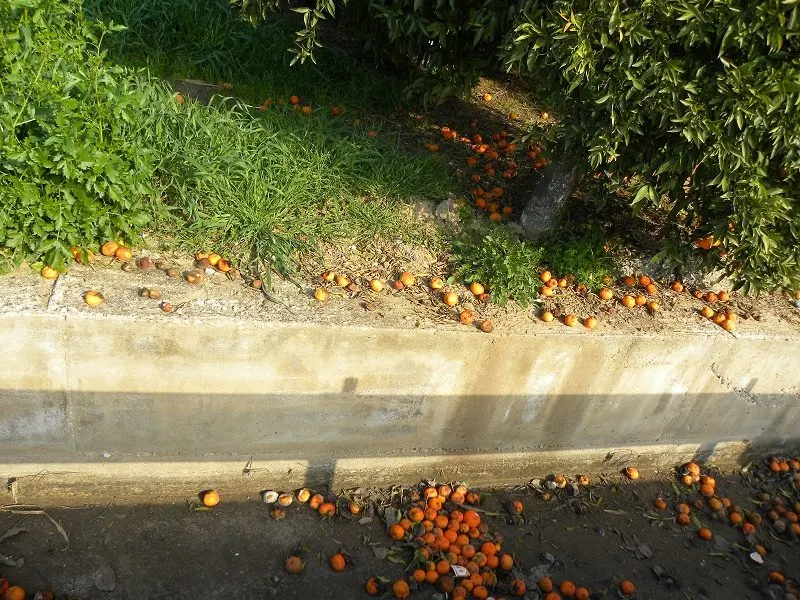 Mandarins rotting image
