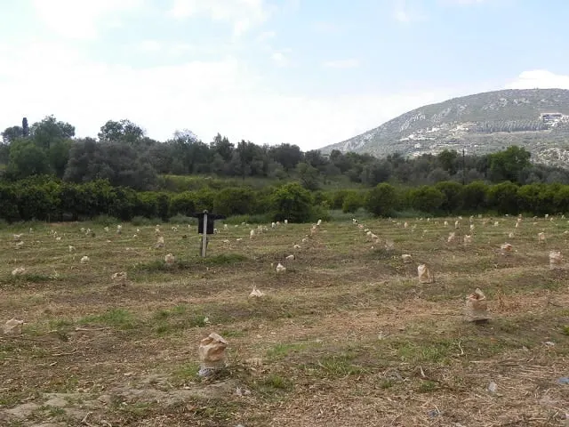 grafting mandarin trees image