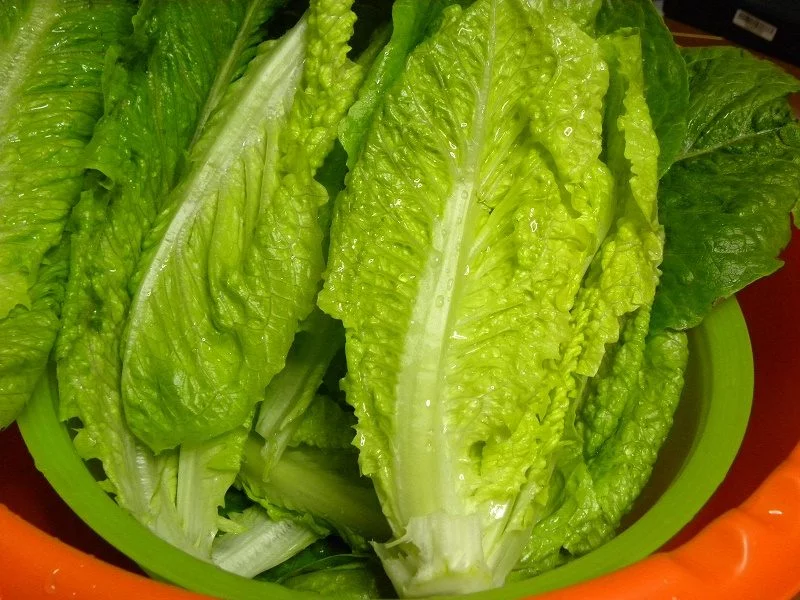 Romaine lettuce heads image