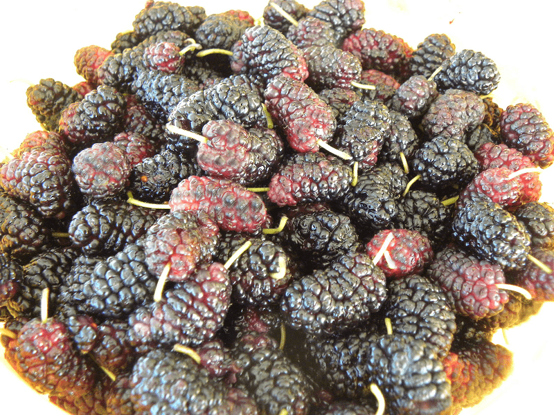Black Mulberries image