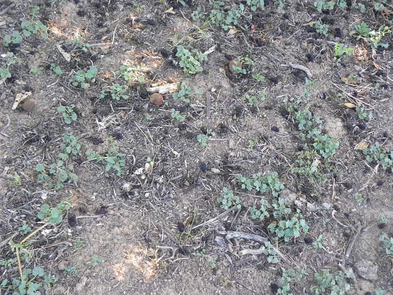 Mulberries on the ground image