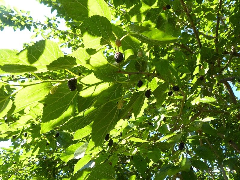 Mulberries on the tree image