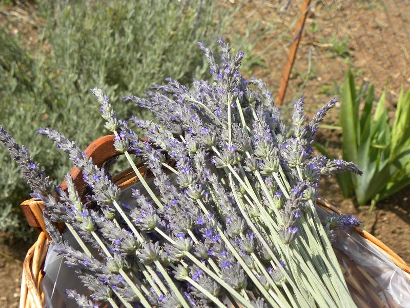 lavender image