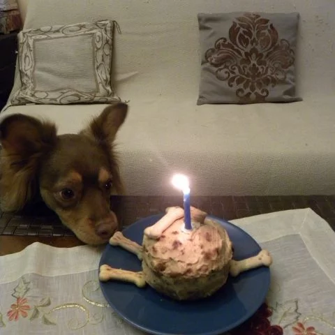 Peanut Butter Greek Yoghurt Carrot and Apple  Doggy Cake