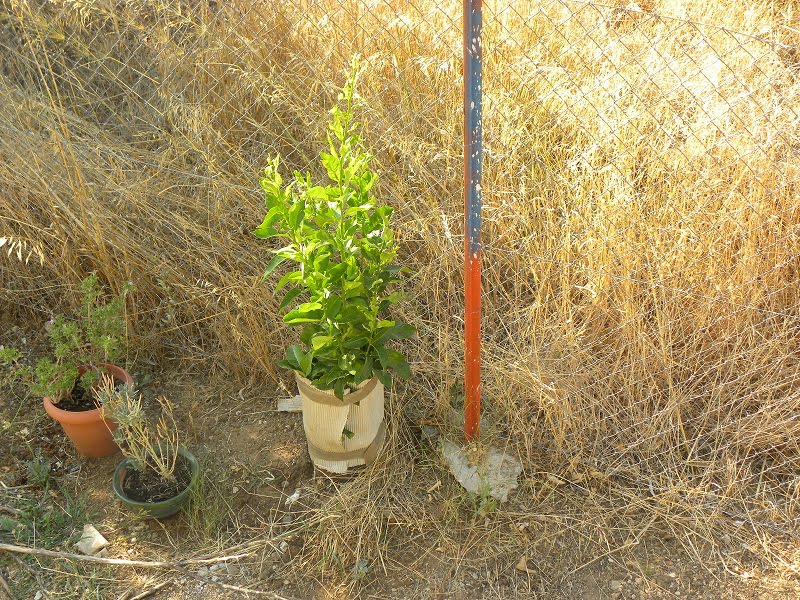 Bergamot tree after being grafted image