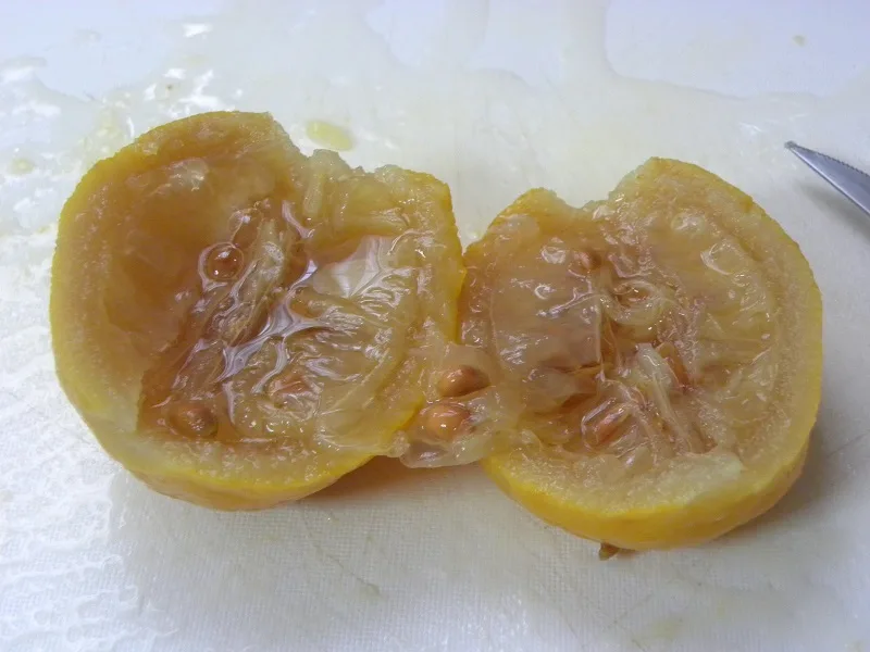 Cut bergamots image