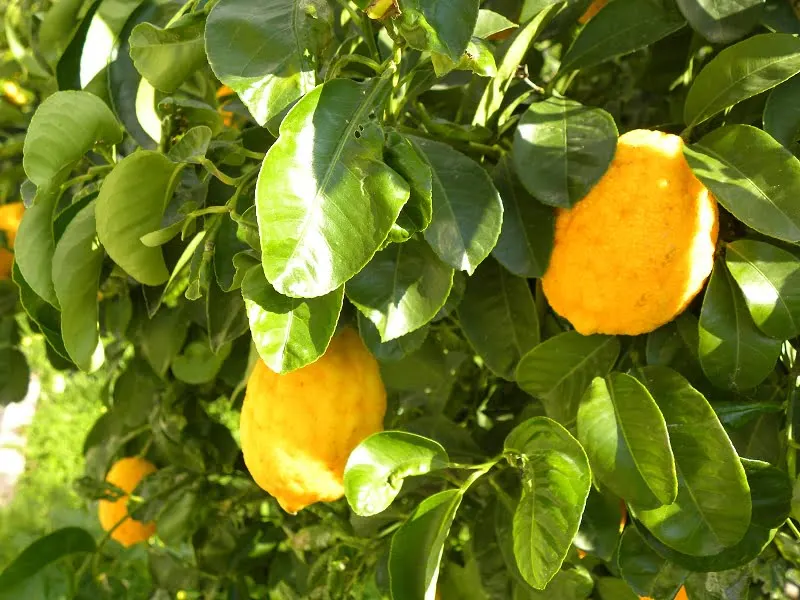 The bergamot fruit image