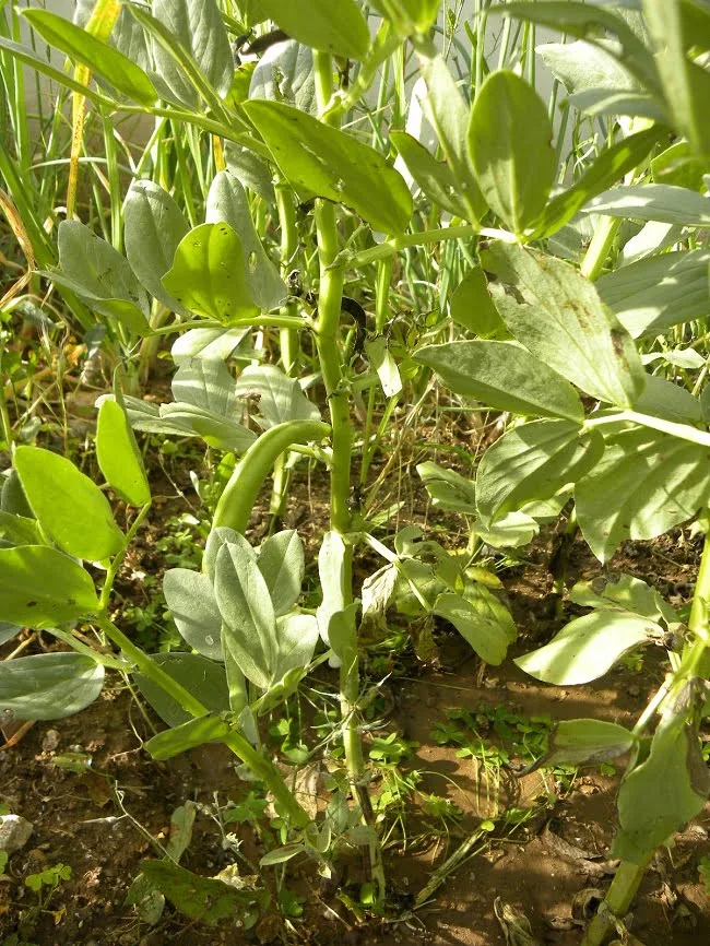 Fresh Broad beans image