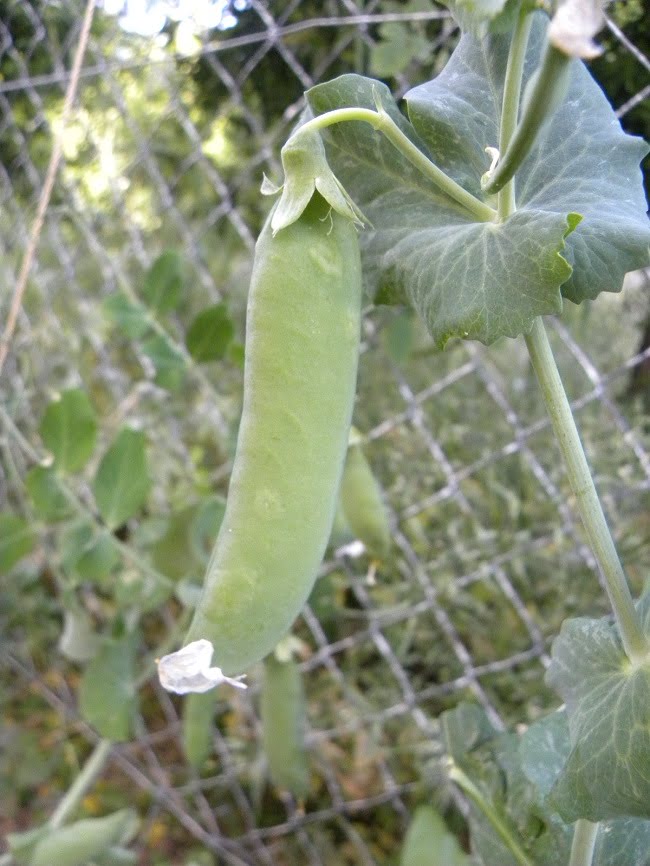 Peas from our garden image