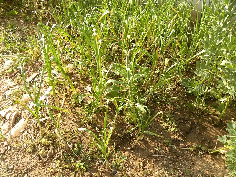 sping onions and garlic image