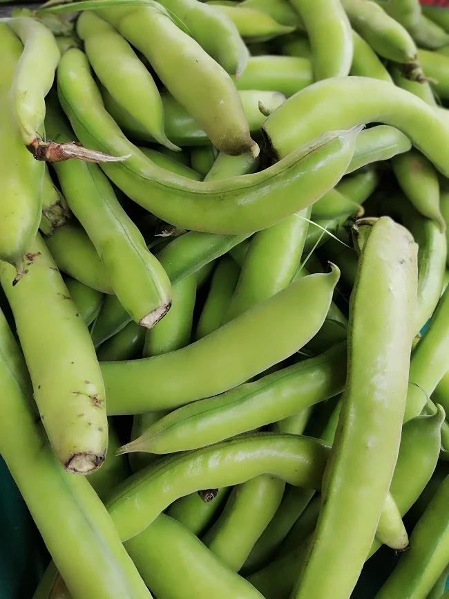 koukia fresh fava beans image