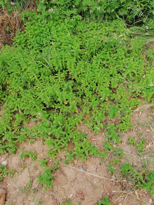 Mint and fragrant geraniums in the background image