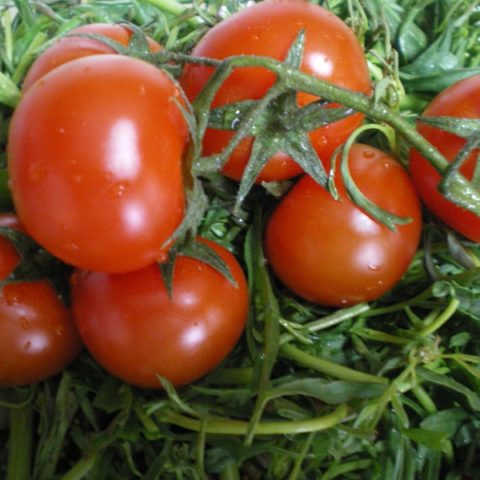 tomatoes image
