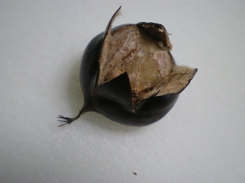 Chestnuts revealing inner skin image