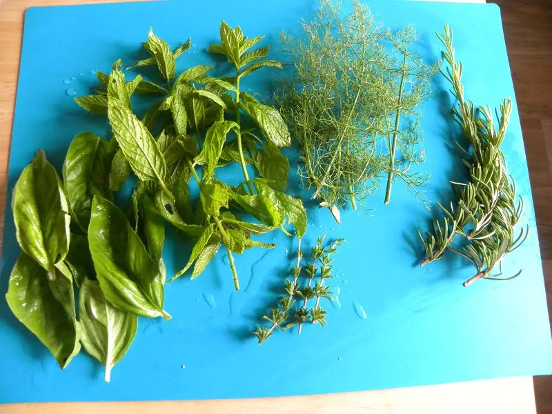 Fresh herbs basil, mint, fennel, rosemary and savory image