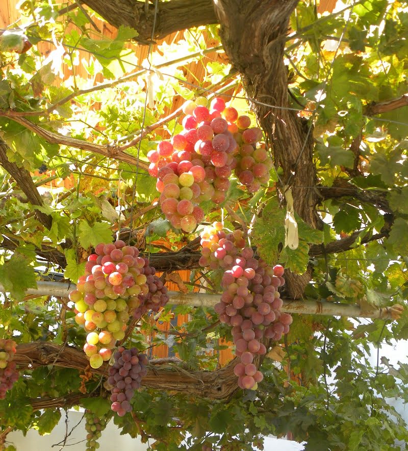 Veriko grapes image