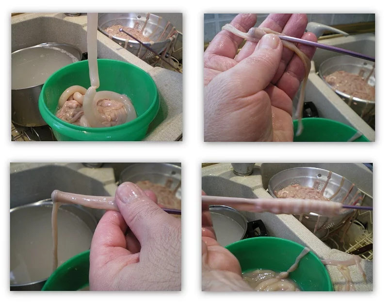 collage preparation intestines images