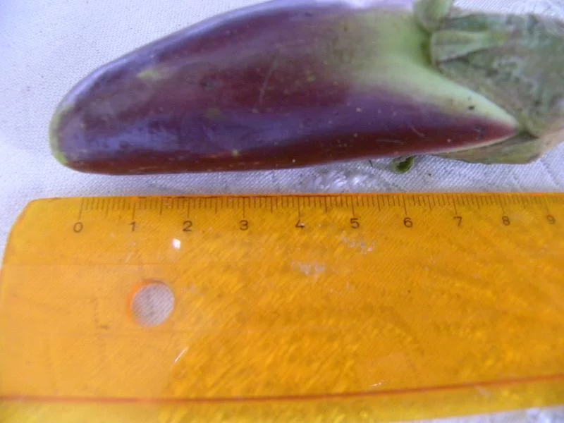 measuring the eggplant image