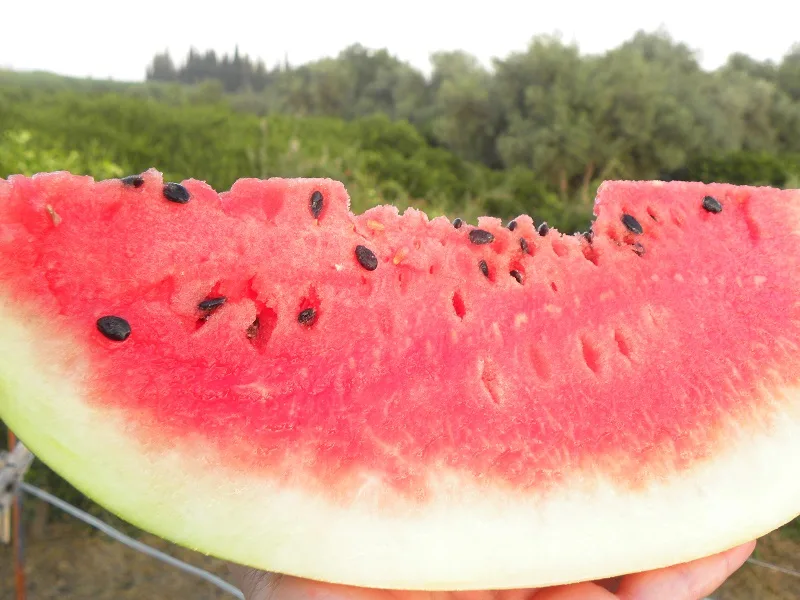 Watermelon with thick skin image