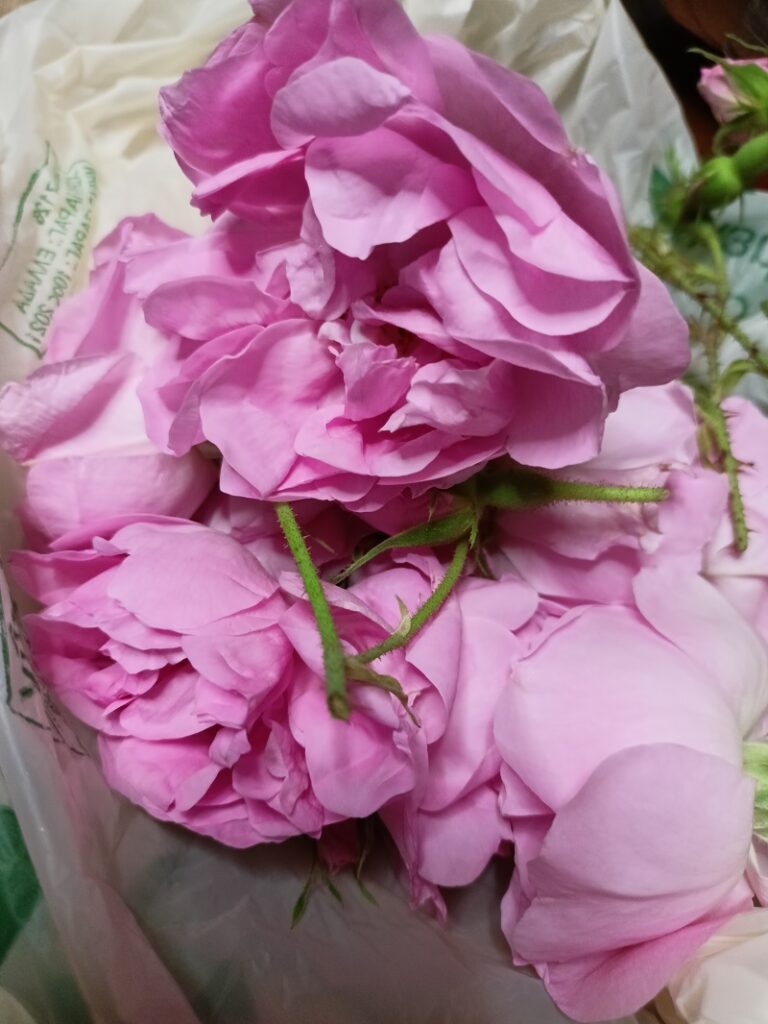 Freshly picked roses damascena image