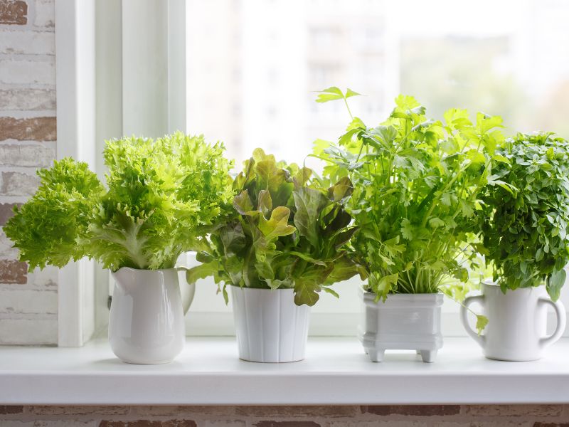 Herbs in pots image