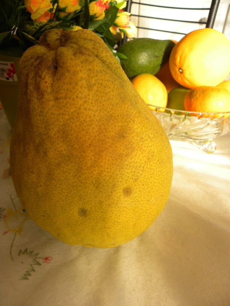 Pomelo fruit image