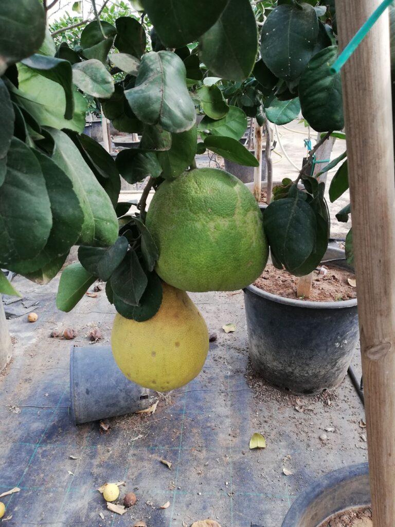 Pomelo on a tree image